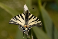Le Flamb (Lpidoptre - Papilionidae - Iphiclides podalirius)